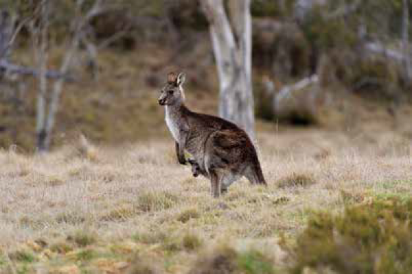 Kangaroo 