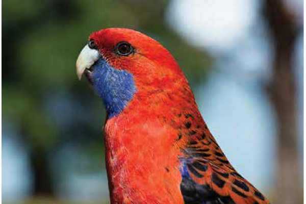 Australian Wildlife at Rainbow Pines